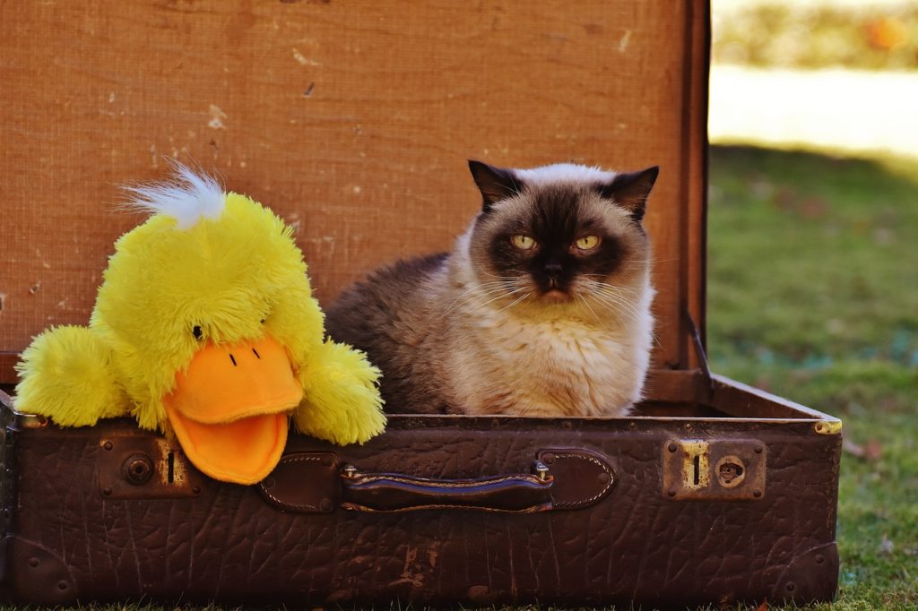 luggage, antique, cat